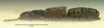 Media type: image;   Entomology 6576 Aspect: habitus lateral view